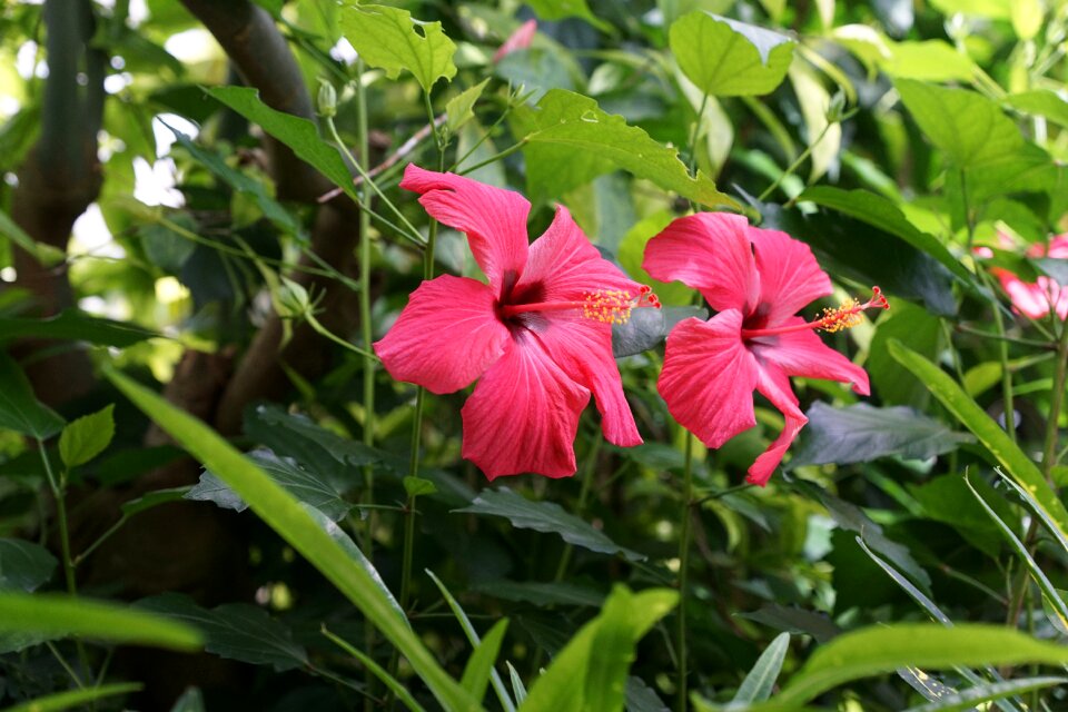 Bloom nature spring