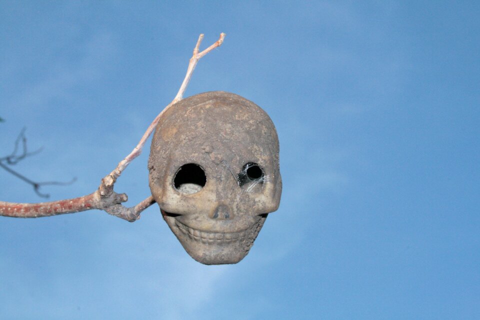 Skull the horrors skeleton