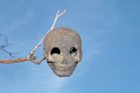 Skull the horrors skeleton photo