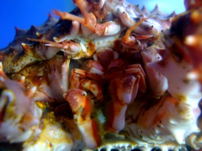 DSCF7492