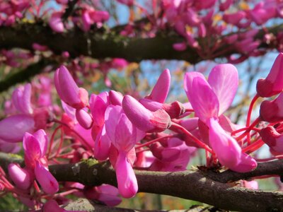 Flora tree macro