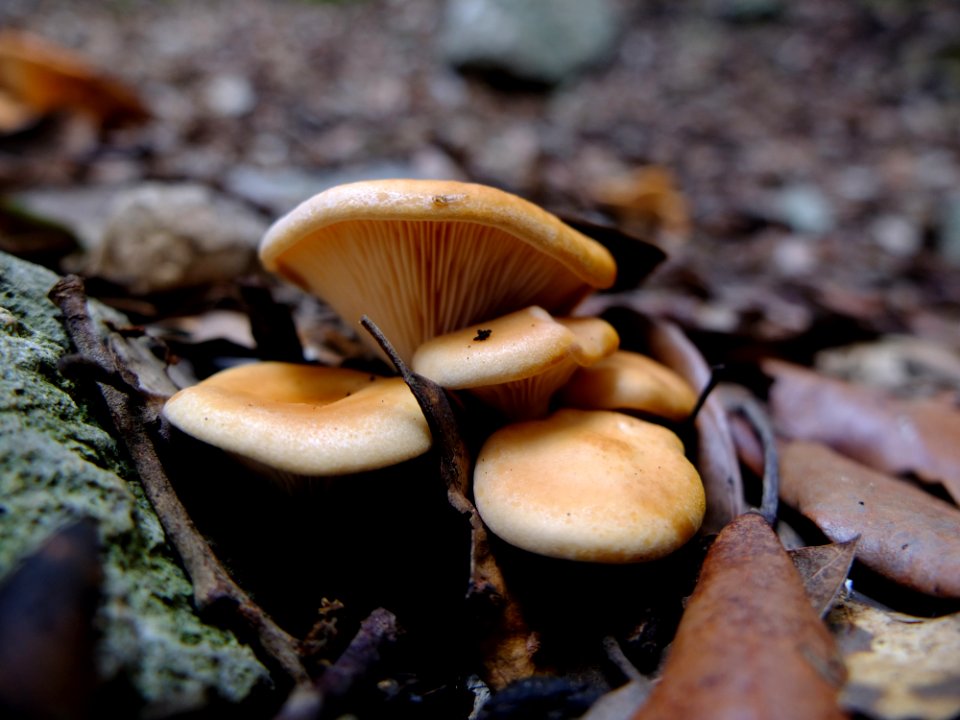 DSCF8156