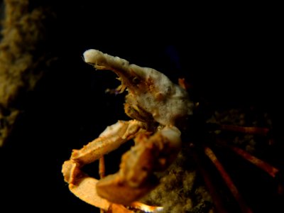 Moss Crab