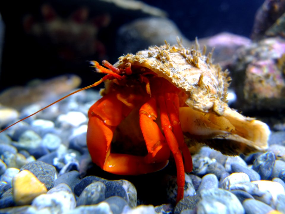 Hermit Crab