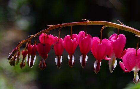 Flower garden love