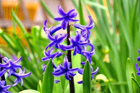 Hyacinth flower spring photo