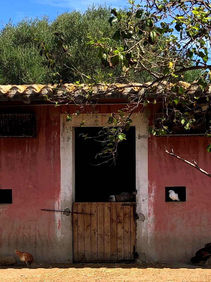 Tartarughe - Sardinia