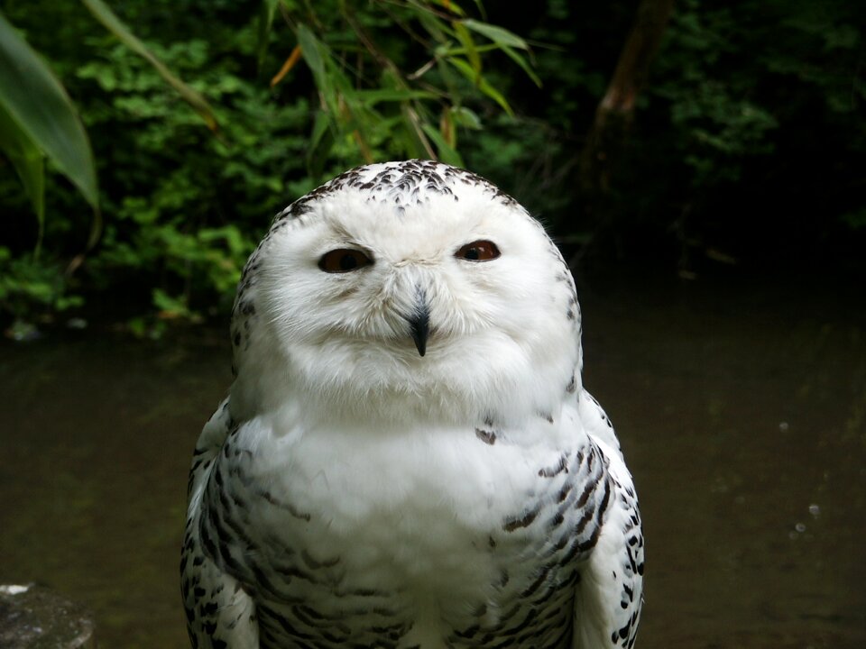 Animal enclosure plumage