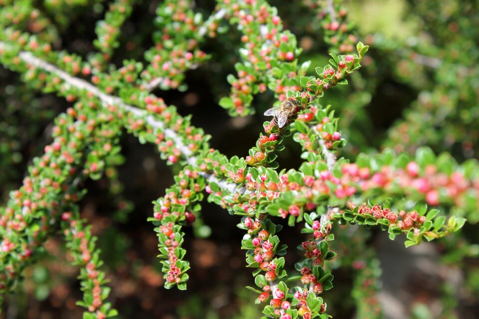 Plant landscape branch