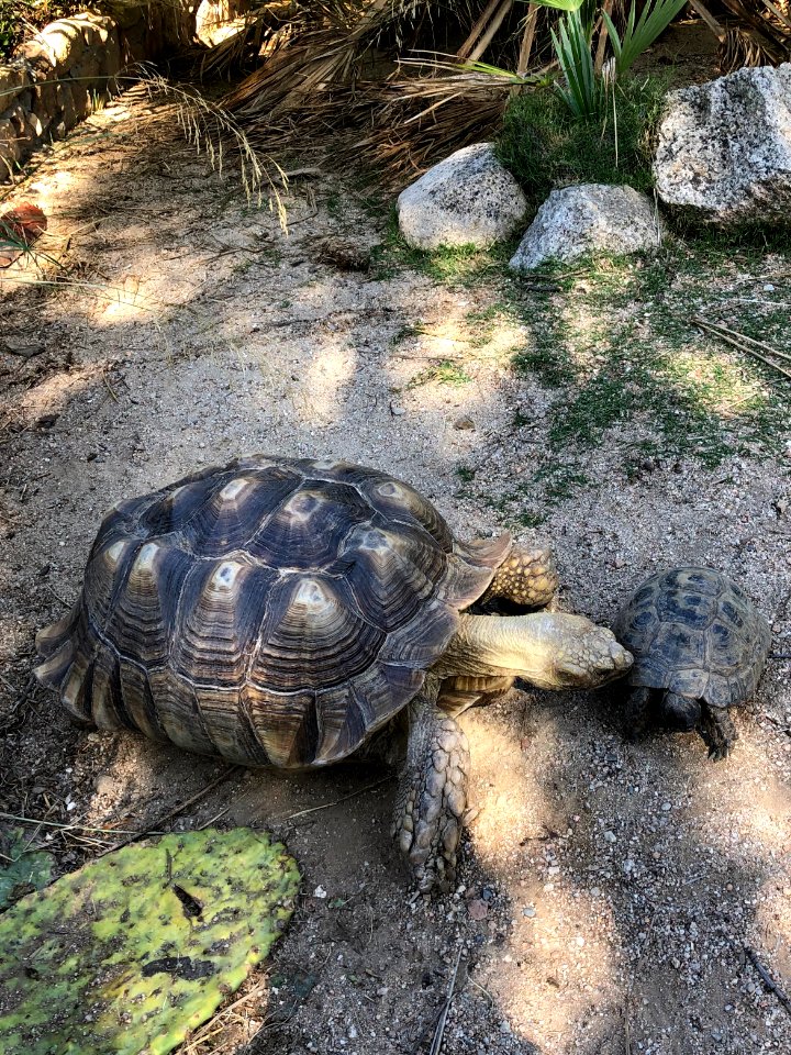 Tartarughe - Sardinia