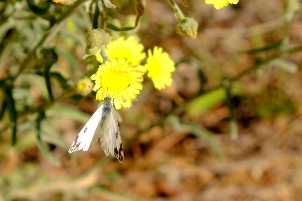 DSCF8618