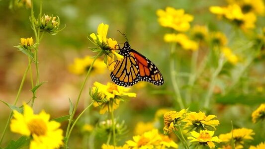 Insects nature animals