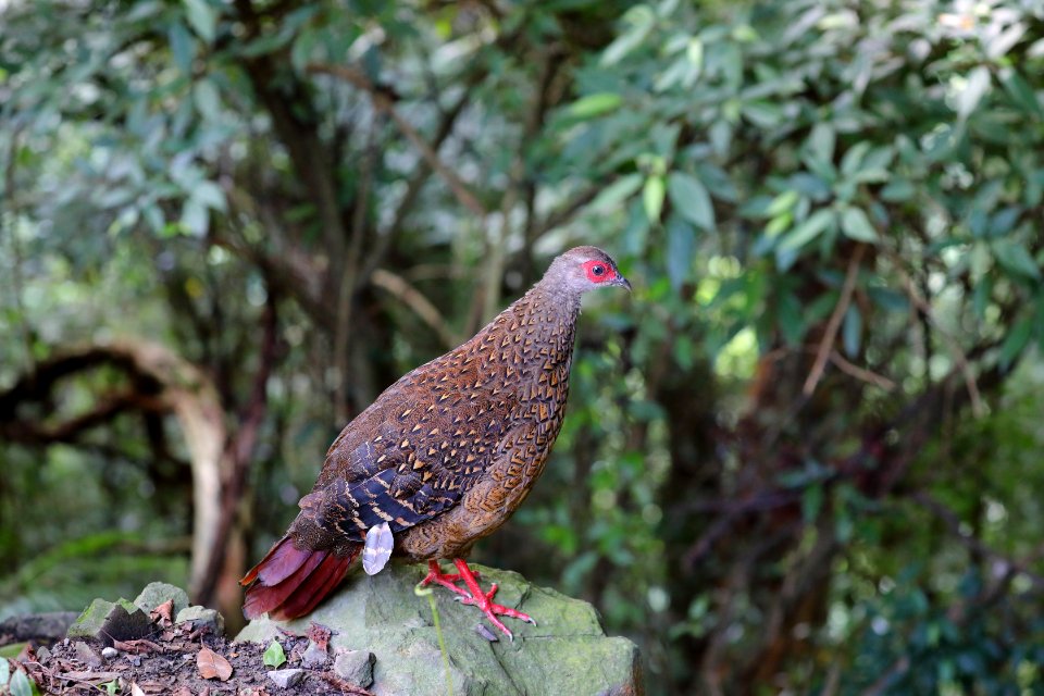 Swinhoe's Pheasant