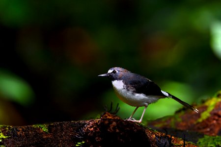 Sunda Forktail(栗枕燕尾) Enicurus velatus