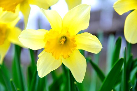 Daffodil flower yellow flower photo