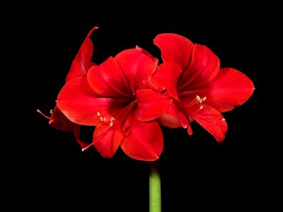 Amaryllis photo