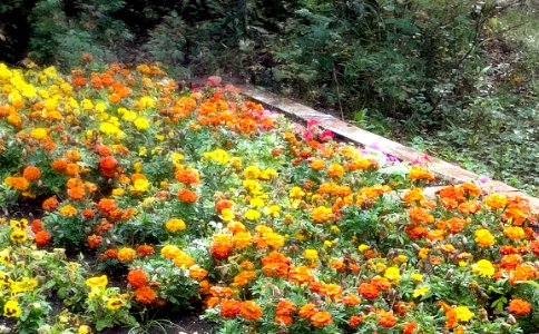 Flower Bed