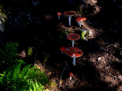 Amanita Muscaria