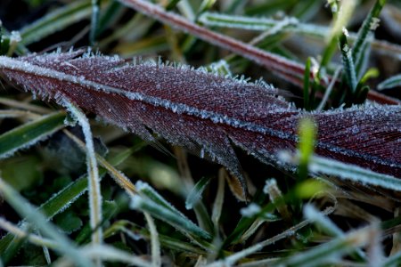 Cardinal Feather