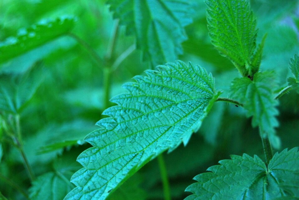 Green stinging nettle nature