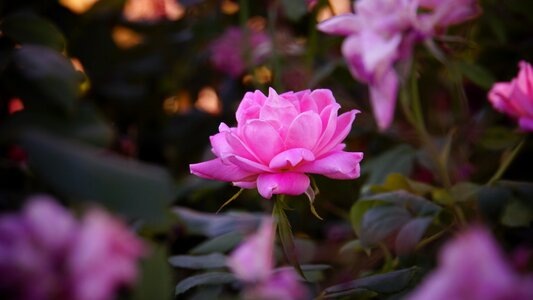 Aroma pink bloom photo