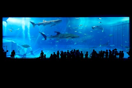 Japan fish water