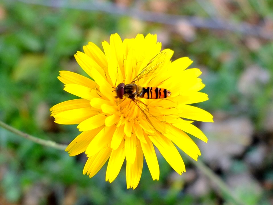 DSCF8084