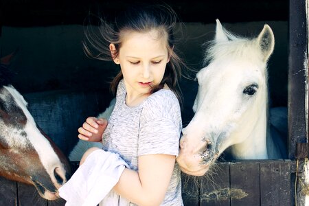 Hourse animals white