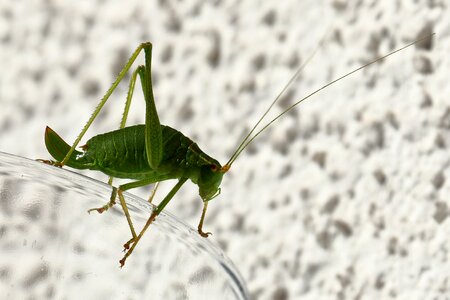 Close up green nature photo