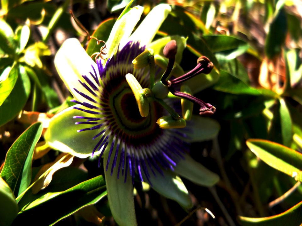Passiflora caerulea a Vilanova