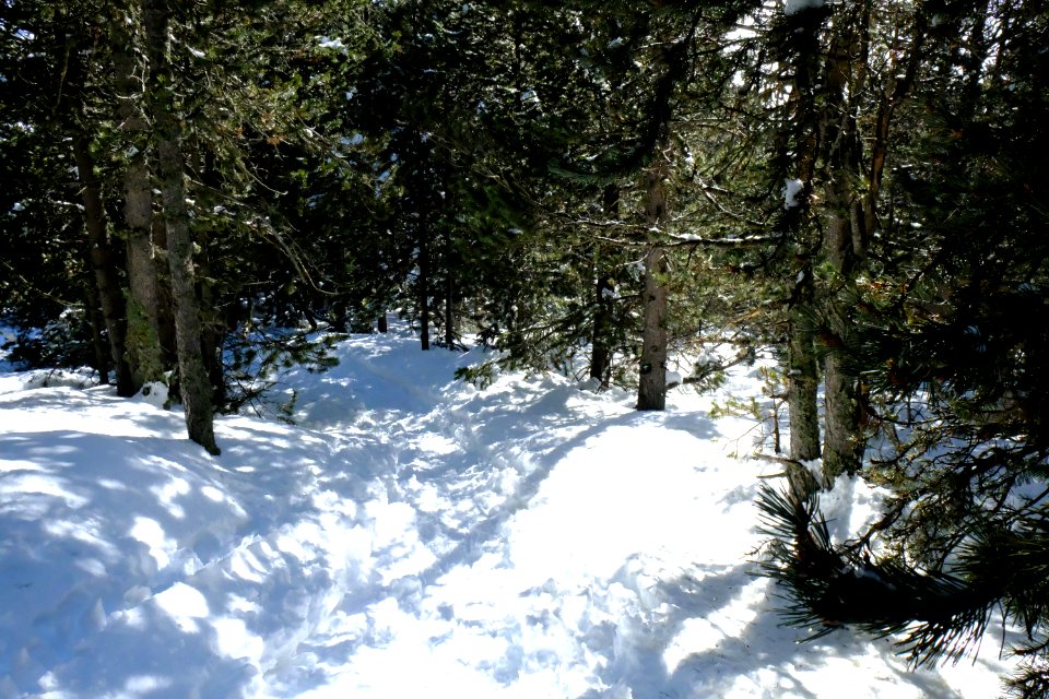 DSCF6517