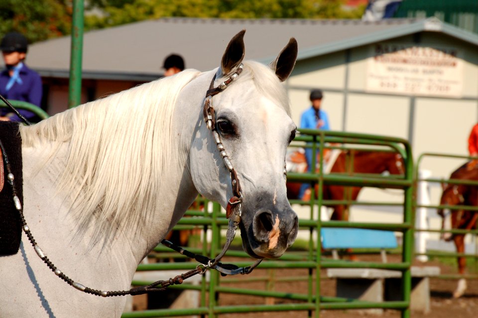 White Arabian