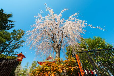 Cherry spring flower