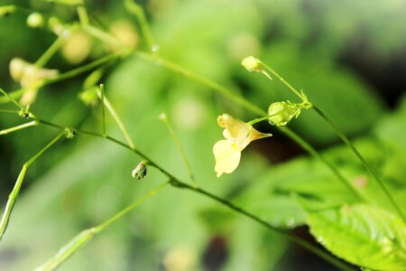 Bloom indian springkraut seeds