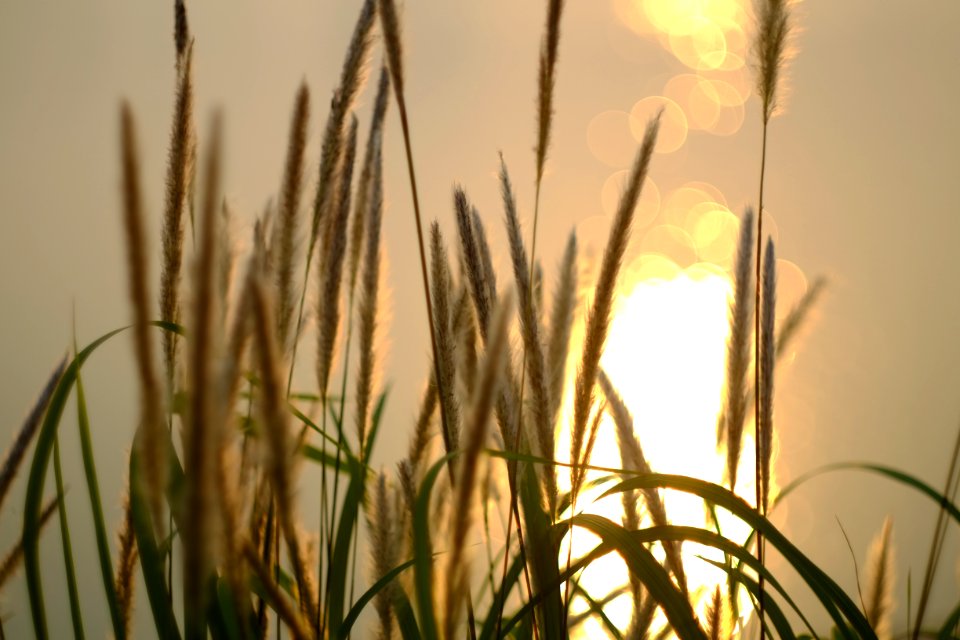 Burning Reeds