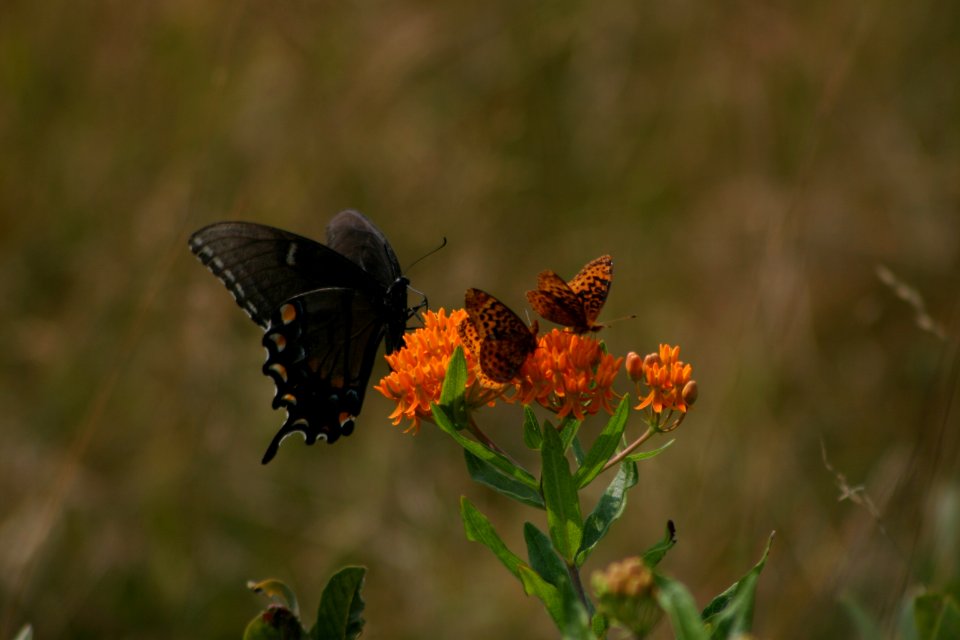 2 species on Butterflyweed
