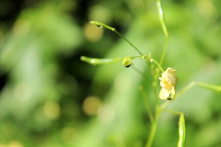 Bloom indian springkraut seeds