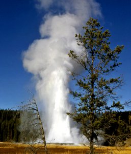 Giant Geyser erupting (1950)