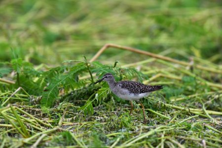Wood Sandpiper