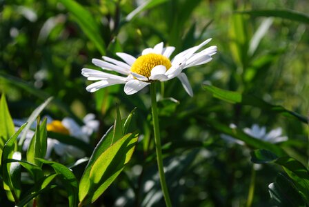Summer grass flowering