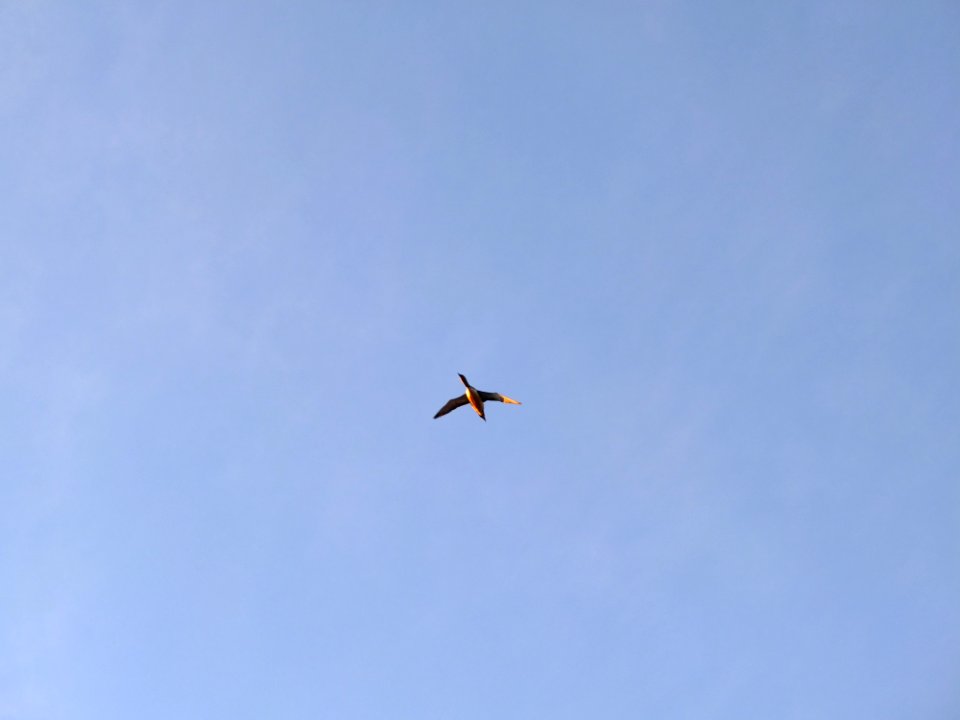 Goose