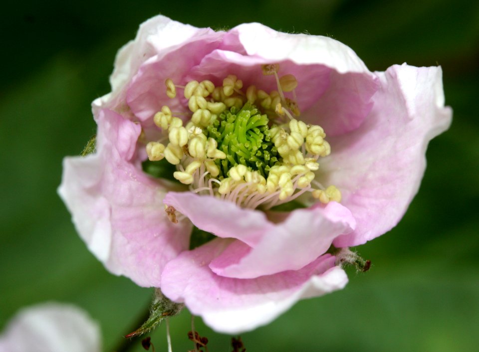 Blackberry