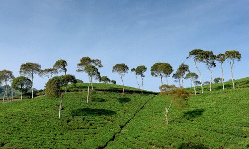 Botanical landscape tree