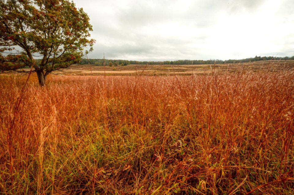 Big Meadows Green-Up Day 186
