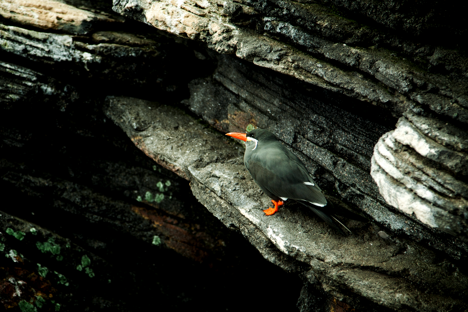 Inca Tern