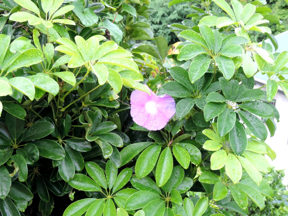 DSCN0036
