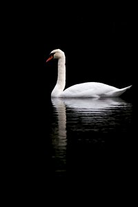 Calm rest reflection