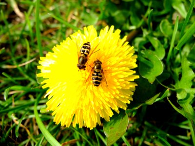 Volucella