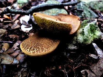 DSCF8147