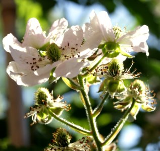 Blackberry